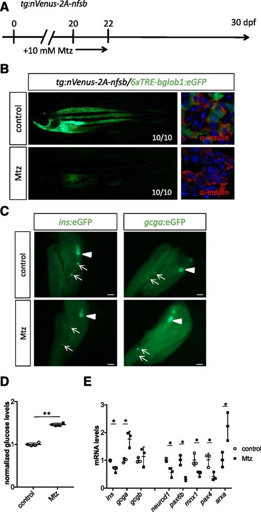 Figure 6. Endogenous TH regulates endocrine marker expression and glucose levels during the larval-to-juvenile transition. A: Schematic detailing the time course of Mtz treatment in Tg(tg:nVenus-2a-nfsB) line to generate hypothyroid zebrafish. B: TH reporter expression was reduced in 30 dpf Tg(tg:nVenus-2a-nfsB)/Tg(6xTRE-bglob1:eGFP) fish after Mtz treatment. C: Morphology of islets in hypothyroid zebrafish at 30 dpf. No morphological differences could be detected in the pancreatic islets between control and Mtz-treated animals. D: Free glucose level measurements at 30 dpf show that hypothyroid zebrafish exhibited elevated glucose levels. E: qPCR analysis of 30 dpf animals treated with or without Mtz reveals that thyroid ablation resulted in a marked decrease of ins, neurod1, pax6b, mnx1, and pax4 expression, while the expression of gcga and arxa was significantly increased. Triangles indicate principal islet. Arrows point to secondary islets. Scale bars, 200 μm. *P < 0.05, **P < 0.01 compared with controls by Student t test.