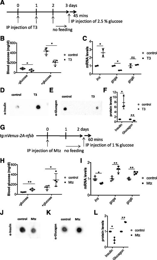 Figure 7. TH signaling regulates glucose homeostasis by stimulating Ins secretion and repressing Gcg secretion in adult zebrafish. A: Schematic time course of T3 and glucose injections. B: Blood glucose levels in control and T3-treated adult fish before and after glucose injections. C: ins and gcg expression in adult pancreas by qPCR after T3 treatment. D: Plasma Ins levels after T3 treatment compared with control. E: Plasma Gcg levels after T3 treatment compared with control. F: Quantification of D and E. G: Schematic time course of Mtz and glucose injections. H: Blood glucose levels in Tg(tg:nVenus-2a-nfsB) animals treated with Mtz before and after glucose injection. I: ins and gcg expression in adult pancreas by qPCR in Tg(tg:nVenus-2a-nfsB) animals treated with Mtz. J: Plasma Ins levels in Tg(tg:nVenus-2a-nfsB) animals treated with Mtz. K: Plasma Gcg levels in Tg(tg:nVenus-2a-nfsB) animals treated with Mtz. L: Quantification of J and K. *P < 0.05, **P < 0.01 compared with controls by Student t test. IP, intraperitoneal; ns, not significant.