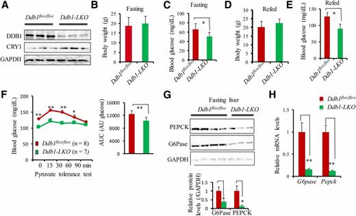 Figure 1. Loss of Ddb1 in the liver impairs hepatic glucose metabolism in chow-fed mice. Ddb1flox/flox and Ddb1-LKO male mice (6–8 weeks) on regular chow feeding were compared in terms of body weight and blood glucose after either 12 h fasting or 8 h refeeding. A: Immunoblotting of DDB1 and CRY1 in the liver of Ddb1flox/flox and Ddb1-LKO mice (n = 3). B and C: Body weight and blood glucose in Ddb1flox/flox (n = 7) and Ddb1-LKO (n = 4) mice after 16 h fasting. D and E: Body weight and blood glucose in Ddb1flox/flox (n = 7) and Ddb1-LKO (n = 8) mice 8 h postrefeeding after 16 h fasting. F: PTT in Ddb1flox/flox (n = 8) and Ddb1-LKO (n = 6) mice after 16 h fasting. G and H: Protein and mRNA levels of G6Pase and Pepck in the liver of Ddb1flox/flox and Ddb1-LKO after 16 h fasting. Data were plotted as mean ± SD. *P < 0.05; **P < 0.01. AU, arbitrary units; AUC, area under the curve.