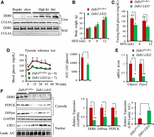 Figure 2. Hepatic deletion of Ddb1 protects mice from HFD-induced hyperglycemia and gluconeogenesis. A: DDB1 and CUL4A protein in the liver and white adipose tissue of WT mice on regular chow vs. HFD feeding for 12 weeks. B and C: Body weight and fasting glucose of Ddb1flox/flox (n = 4) vs. Ddb1-LKO (n = 5) during 12 weeks of HFD. D: PTT after 4 weeks of HFD feeding in Ddb1flox/flox (n = 8) vs. Ddb1-LKO (n = 7) mice and area under the curve (AUC) analysis. E: The mRNA levels of G6pase and Pepck in the liver of Ddb1flox/flox (n = 8) vs. Ddb1-LKO (n = 7) after 12 weeks of HFD. F: Cytosolic levels of DDB1, CRY1, G6Pase, and PEPCK as well as nuclear CRY1 in the liver of Ddb1flox/flox vs. Ddb1-LKO mice after 12 weeks of HFD. Data are presented as mean ± SD. *P < 0.05; **P < 0.01. AU, arbitrary units; WAT, white adipose tissue; wk, weeks.