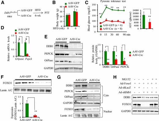 Figure 3. Acute adult-onset hepatic Ddb1 deficiency impairs HFD-induced gluconeogenesis. A: Generation of acute adult-onset deletion of Ddb1 in the liver by tail vein injection of Ddb1flox/flox mice with AAV-TBG-Cre for PTT after 6 weeks of HFD. The control group mice were injected with AAV-TBG-GFP. B: Body weight of Ddb1flox/flox mice injected with either AAV-GFP (n = 6) or AAV-Cre (n = 8) before and after HFD. C: PTT after 6 weeks of HFD in AAV-GFP vs. AAV-Cre group mice and area under the curve (AUC) analysis. D: The mRNA levels of G6pase and Pepck in the liver of AAV-GFP vs. AAV-Cre group mice after 7 weeks of HFD. E and F: Cytosolic levels of DDB1, G6Pase, and PEPCK and nuclear FOXO1 protein in the liver of AAV-GFP vs. AAV-Cre group mice after 7 weeks of HFD. G: Nuclear FOXO1 protein in the Ddb1flox/flox PMHs transduced with AAV-GFP vs. AAV-Cre. Cytosolic (Cyto) levels of DDB1, G6Pase, and PEPCK were also examined by immunoblotting. H: Rescue of FOXO1 protein expression by proteasome inhibitor MG132 in Ad-shDdb1–transduced Hepa1 cells. Hepa1 cells were first transduced with Ad-Foxo1 in addition to either Ad-shLacZ or Ad-shDdb1. Forty-eight hours later, cells were treated with MG132 (10 μmol/L) for 8 h before harvest or were not treated. Protein levels of DDB1, FOXO1, and GAPDH were examined by immunoblotting. *P < 0.05; **P < 0.01. wk, weeks.