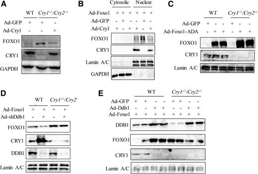 Figure 4. DDB1 represses FOXO1 through CRY1. A: Levels of total FOXO1 protein in the WT and Cry1−/−/Cry2−/− MEF cells transduced with Ad-Cry1. Cells were harvested 36 h post–adenoviral transduction. B: Restoring CRY1 expression reduces nuclear FOXO1 protein in Cry1−/−/Cry2−/− MEF cells. WT and Cry1−/−/Cry2−/− MEF cells were transduced with Ad-Foxo1 plus either Ad-GFP or Ad-Cry1. Thirty-six hours posttransduction, FOXO1 protein in the nuclear extracts was detected by Western blot. C: Accumulation of FOXO1-ADA protein in the Cry1−/−/Cry2−/− MEF. WT vs. Cry1−/−/Cry2−/− MEFs transduced with Ad-Foxo1-ADA. Thirty-six hours posttransduction, FOXO1-ADA protein in the nuclear extracts was detected by Western blot. D: Acute Ddb1 depletion reduces the nuclear abundance of FOXO1 protein in WT MEF but not Cry1−/−/Cry2−/− MEF cells. Both WT and Cry1−/−/Cry2−/− MEF cells were first transduced with Ad-shLacZ or Ad-shDdb1 for 6 h prior to transduction with Ad-Foxo1. Nuclear FOXO1 protein was detected by Western blot 36 h posttransduction. E: Effects of DDB1 overexpression on nuclear FOXO1 in WT and Cry1−/−/Cry2−/− MEF cells. Both WT and Cry1−/−/Cry2−/− MEF cells were first transduced with Ad-GFP or Ad-Ddb1 6 h prior to transduction with Ad-Foxo1. Nuclear FOXO1 protein was detected by Western blot 36 h posttransduction.