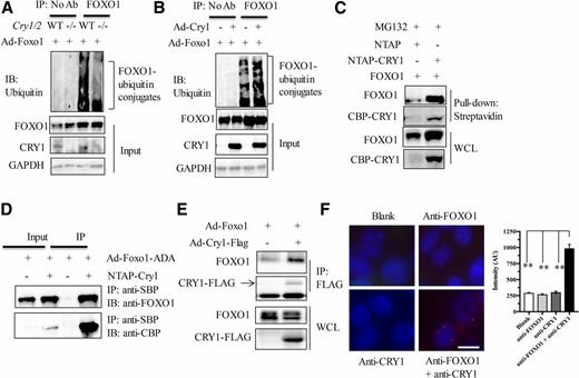 Figure 5. CRY1 interacts with FOXO1 and promotes its ubiquitination. A: Reduced FOXO1 ubiquitination in Cry1/2-null MEF cells. Both WT and Cry1−/−/Cry2−/− MEF were transduced with Ad-FOXO1 and treated with MG132 for 4 h. The denatured cell lysates were subjected to IP with anti-FOXO1 and then immunoblotting (IB) with anti-ubiquitin. B: CRY1 overexpression increases FOXO1 ubiquitination in Cry1−/−/Cry2−/− MEF cells. Cry1−/−/Cry2−/− MEF cells were transduced with Ad-GFP vs. Ad-Cry1 for 6 h and transduced again with Ad-Foxo1. After treatment with MG132 for 4 h, the denatured cell lysates were subjected to IP with anti-FOXO1 and then immunoblotting with anti-ubiquitin to examine FOXO1 ubiquitination. C and D: CRY1 interacts with FOXO1 WT or FOXO1-ADA in 293T cells. 293T cells were cotransfected with Foxo1 plus NTAP alone or NTAP-Cry1. After pull-down with streptavidin beads, the CRY complex was subjected to immunoblotting with anti-FOXO1 and anti-CBP. E: CRY1 interacts with FOXO1 in PMHs. After transduction with Ad-Foxo1 plus Ad-GFP or Ad-Cry1, PMHs were subjected to IP with anti-FLAG and We­stern blot for FOXO1 and FLAG-CRY1. F: CRY1 interaction with FOXO1 in the nucleus by PLA. After transduction with Ad-Foxo1 and Ad-Cry1, Cry1−/−/Cry2−/− MEF cells were incubated with both anti-CRY1 and anti-FOXO1 antibodies and subjected to PLA with Duolink In Situ PLA probes. No antibody and single-antibody incubation were included as negative controls. Scale bar = 20 μm. Data are presented as mean ± SD. **P < 0.01. Ab, antibody; AU, arbitrary units; WCL, whole cell lysate.