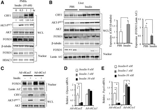 Figure 6. CRY1 is required for insulin-induced suppression of gluconeogenesis. A: Insulin increases CRY1 protein levels in primary mouse hepatocytes. The endogenous CRY1 protein in PMHs was detected by Western blot after insulin treatment at 10 nmol/L for the indicated durations. The number refers to the fold induction of CRY­­1 protein after normalization to the level of β-tubulin. Both total FOXO1 and nuclear FOXO1 protein levels were measured as well. B: Insulin increases CRY1 protein levels but reduces nuclear FOXO1 protein in the mouse liver. WT mice were fasted for 6 h prior to intraperitoneal injection of insulin at 1 units/kg for 2 h. Hepatic CRY1 was detected by Western blot and its fold of induction by insulin was calculated after normalization to β-tubulin. Both total FOXO1 and nuclear FOXO1 protein levels were measured as well. C: Depletion of Cry1 impairs insulin action on nuclear FOXO1 protein. PMHs were transduced with Ad-shLacZ or Ad-shCry1 for 24 h and transduced by Ad-Foxo1 for an additional 24 h. PMHs were serum starved for 16 h and then stimulated with insulin at 10 nmol/L for 2 h. Nuclear abundance of FOXO1 and CRY1 was examined by immunoblotting. D and E: Cry1 knockdown abrogates insulin actions on the G6pase and Pepck expression. PMHs were transduced with Ad-shLacZ or Ad-shCry1 for 24 h and serum starved overnight prior to insulin treatment and RT-qPCR analysis. Data are presented as mean ± SD. *P < 0.05. hr, hours; WCL, whole cell lysate.