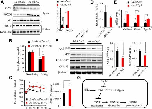 Figure 7. Chronic depletion of CRY1 promotes hepatic gluconeogenesis. WT mice were injected with Ad-shLacZ vs. Ad-shCry1 via tail vein and examined as follows. A: Levels of CRY1 and FOXO1 protein in the liver by Western blot 14 days after injection. Nuclear FOXO1 protein in the same liver tissues was also detected and quantified by immunoblotting. B: Nonfasting and fasting blood glucose levels 10 days after injection. C: PTT 7 days after injection. D: Serum levels of insulin after 6 h fasting 14 days after injection. E: RT-qPCR analysis for the mRNA expression of G6pase, Pepck, and Pgc-1α in the liver 14 days after injection. F: AKT and GSK3β phosphorylation levels in the liver 14 days after injection. The ratios of AKT-PS473 to AKT and GSK3β-P to GSK3β were calculated. G: The schematics of DDB1 regulation of hepatic gluconeogenesis through CRY1. In the absence of insulin, DDB1-CUL4A-CDT2 E3 ligase ubiquitinates CRY1 for proteasomal degradation. Decreased CRY1 leads to stabilization of FOXO1 and thus promotes gluconeogenesis. In Ddb1-deficient hepatocytes, CRY1 stabilization results in constant degradation of FOXO1 and reduced gluconeogenesis. Data are presented as mean ± SD. *P < 0.05. AU, arbitrary units; AUC, area under the curve.