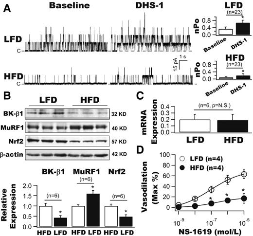 Figure 1. Downregulation of BK-β1 and Nrf2 protein expressions and upregulation of MuRF1 protein expressions in vascular SMCs are associated with coronary BK channel dysregulation and coronary arterial dysfunction in HFD mice. A: Inside-out single BK currents were recorded from freshly isolated coronary SMCs of LFD and HFD mice at baseline and after exposure to 100 nmol/L DHS-1 (a specific BK-β1 activator). The total channel nPo was significantly lower in HFD mice at baseline compared with LFD mice. DHS-1 robustly enhanced the channel activities, but the DHS-1 effects in HFD mice were diminished compared with those in LFD mice (n = 23 cells). Dashed lines indicate the closed state (C) of channels. B: BK-β1 protein expression was markedly downregulated and was accompanied by reduced Nrf2 expression and increased MuRF1 expression in the arterial vessels of HFD mice (n = 6 mice for each group). C: No difference in BK-β1 mRNA levels in coronary arteries from LFD and HFD mice (n = 6 mice for each group). D: Coronary vasodilation to NS-1619 (a BK channel activator) was impaired in HFD mice (n = 4 mice). *P < 0.05 vs. controls.