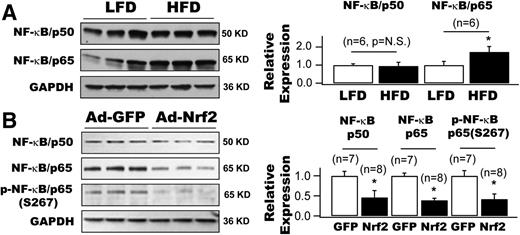 Figure 3. Regulation of NF-κB protein expressions by HFD and Nrf2 in primary human coronary arterial SMCs. A: Protein expressions of NF-κB/p50 and NF-κB/p65 were increased by 0.3-fold and 2.4-fold, respectively, in the arteries of HFD mice compared with those of LFD mice (n = 6 mice for each group). B: A 48-h transduction with Ad-Nrf2 suppressed the protein expressions of NF-κB/p50, NF-κB/p65, and phospho-NF-κB/p65(S267) in cultured human coronary arterial SMCs by 64.5%, 61.2%, and 58.0%, respectively (n = 7 to 8 culture plates). *P < 0.05 vs. controls. p-NF-κB, phosphorylated NF-κB.