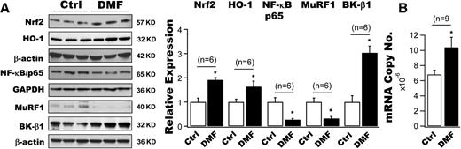 Figure 4. Effects of DMF on the protein expressions of Nrf2, HO-1, NK-κB, MuRF1, and BK-β1 in primary human coronary arterial SMCs in vitro. A: A 12-h incubation with 10 μmol/L DMF augmented the protein expressions of Nrf2 and HO-1 by 1.9-fold and 1.6-fold, respectively, accompanied by 43.9% and 63.8% reductions, respectively, in those of NF-κB/p65 and MuRF1 in cultured human coronary SMCs. These changes were associated with a threefold increase in BK-β1 protein levels in DMF-treated cells, compared with cells with vehicle treatment (n = 6 culture plates). B: A significant increase in BK-β1 mRNA expression by 15.3% in human coronary SMCs treated with DMF for 12 h compared with cells treated with vehicle (n = 9 culture plates for each group). *P < 0.05 vs. controls. Ctrl, control.