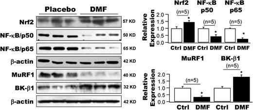 Figure 5. Effects of DMF on the protein expressions of Nrf2, NK-κB, MuRF1, and BK-β1 in HFD mouse arteries in vivo. A 10-day course of treatment with DMF by oral administration (25 mg/kg/daily) enhanced the protein expressions of Nrf2 and BK-β1 in the arteries of HFD mice by 1.5-fold and 1.8-fold, whereas it downregulated the protein expressions of NF-κB/p50, NF-κB/p65, and MuRF1 by 56.8%, 75.5%, and 66.3%, respectively, compared with HFD mice treated with placebo (n = 5 mice for each group). *P < 0.05 vs. placebo. Ctrl, control.