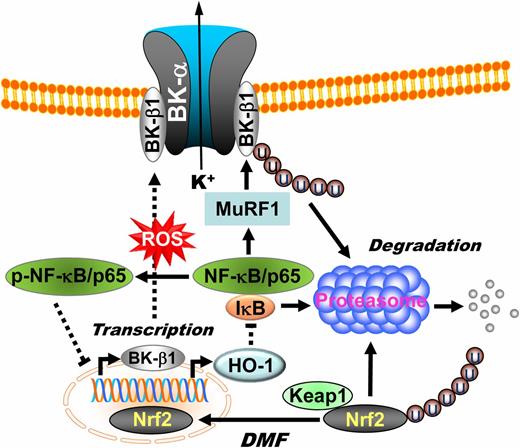 Figure 7. Illustration showing the role of Nrf2 signaling in the regulation of BK-β1 expression in arterial myocytes. Under normal conditions, Nrf2 is bound to Keap1, which promotes the degradation of Nrf2 through the UPS. Upon activation by DMF, Nrf2 dissociates from Keap1 and translocates into the nuclei, where the transcription of downstream effectors such as BK-β1 and HO-1 is facilitated. The metabolites of HO-1, such as CO, bilirubin, and Fe2+, inhibit NF-κB activity. With increased oxidative stress in diabetic vessels, Nrf2 is downregulated, resulting in a reduction of BK-β1 and HO-1 expressions. In addition, increased ROS generation directly phosphorylates NF-κB/p65 at serine residues, which in turn promotes NF-κB/p65 nuclear translocation, facilitates MuRF1-dependent BK-β1 protein degradation, and suppresses Nrf2 transcriptional activity on BK-β1.