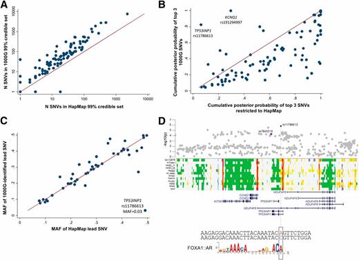 Figure 2. A: The number (N) of SNVs included in 99% credible sets when performed on all SNVs compared with when analyses were restricted to those SNVs present in HapMap. B: The cumulative πc of the top three SNVs among all 1000G SNVs and after restriction to HapMap SNVs is shown. While the low-frequency SNV at TP53INP1 (rs11786613) did not reach the threshold for a distinct signal in approximate conditional analyses, we fine-mapped both this variant and the previous common signal separately after reciprocal conditioning, which suggested they were independent. C: The MAF of the lead SNV identified in current analyses compared with that identified among SNVs present in HapMap. D: The association of the low-frequency variant rs11786613 (blue) and that of the previous lead variant at this locus, rs7845219 (purple). The low-frequency variant overlaps regulatory annotations active in pancreatic islets, among other tissues, and the sequence surrounding the A allele of this variant has an in silico recognition motif for a FOXA1:AR (androgen receptor) protein complex.