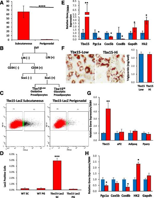 Figure 1. Tbx15 is expressed in a subpopulation of white preadipocytes and is correlated with markers of glycolytic gene expression. Tbx15Low and Tbx15Hi cell lines are shown in blue and red, respectively. A: Expression level of Tbx15 mRNA was compared using qPCR of RNA isolated from subcutaneous and perigonadal fat of 8-week-old male C57BL/6 mice. Data are shown as mean ± SEM of four samples. B: Schematic of FACS sorting for Tbx15Hi and Tbx15Low preadipocytes. C: Representative FACS plot of LacZ (+) preadipocytes from the subcutaneous and perigonadal fat depots of Tbx15-LacZ male mice at 8–10 weeks of age. D: Quantitation of LacZ(+) preadipocytes from WT and Tbx15-LacZ male mice at 8–10 weeks of age. Data are shown as mean ± SEM of three to six animals per group. E: qPCR analysis for Tbx15, Pgc1a, Cox5b, Cox8b, Gapdh, and Hk2 in RNA isolated from Tbx15Hi and Tbx15Low preadipocytes. Data are shown as mean ± SEM of three to six animals per group. F: Oil Red O Staining of Tbx15Hi and Tbx15Low adipocytes after in vitro differentiation. The photographs were taken at ×20 magnification. G: qPCR analysis for Tbx15, aP2, Adipoq, and Pparγ in RNA isolated from Tbx15Hi and Tbx15Low adipocytes after in vitro differentiation. Data are shown as mean ± SEM of three to four animals per group. H: qPCR analysis for PGC-1α, Cox8b, Cox5b, HK2, and Gapdh in RNA samples from G. Asterisks indicate significant differences in all panels: *P < 0.05; **P < 0.01; ***P < 0.001; ****P < 0.0001. PG, perigonadal; SC, subcutaneous; SVF, stromal vascular fraction; WT, wild type.