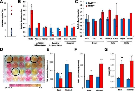 Figure 2. Clonal preadipocyte lines display differences in oxidative and glycolytic metabolism defined by Tbx15 expression. A: qPCR analysis for Tbx15 mRNA in Immortomouse subcutaneous preadipocyte clonal cell lines. Tbx15Low and Tbx15Hi cell lines are shown in blue and red, respectively. B: qPCR analysis for Tbx15 mRNA in Immortomouse preadipocyte clonal cell lines after 4 days of in vitro differentiation. Markers of adipocyte differentiation Adipoq and Pparγ, markers of oxidative metabolism Pgc1α and Cox8b, and markers of glycolytic metabolism HK2 and Gapdh were measured. Data are shown as mean ± SEM of 3–15 cell lines per group. C: qPCR analysis for Tbx15 mRNA in Immortomouse clonal preadipocyte cell lines after 4 days of in vitro differentiation. Markers of brown fat Ucp1, Tbx1, and Pat2; markers of brite fat Tmem26 and P2RX5; and markers of white fat Leptin and Slc7a10 were measured. D: Representative picture of Immortomouse clonal preadipocyte cell lines and media 48 h after last media change. All wells are 100% confluent, and circled wells indicate Tbx15Hi Immortomouse clonal cell lines. E: Basal and maximal respiration of Tbx15Low and Tbx15Hi Immortomouse clonal cell lines after 4 days of in vitro differentiation were determined by calculating the area under the curve during measurements of OCR. Maximal OCR was measured after treatment with 1 μmol/L carbonyl cyanide p-[trifluoromethoxy]-phenyl-hydrazone. The whole experiment was repeated three times. Data are shown as mean ± SEM of 3–15 cell lines per group. F: Basal and maximal ECARs of Tbx15Low and Tbx15Hi Immortomouse clonal cell lines after 4 days of in vitro differentiation were determined by calculating the area under the curve during measurements of basal and maximal ECAR. Maximal ECAR was measured after treatment with 1 μmol/L oligomycin. The whole experiment was repeated three times. Data are shown as mean ± SEM of 3–15 cell lines per group. G: Ratio of basal and maximal ECAR to OCR of Tbx15Low and Tbx15Hi Immortomouse clonal cell lines after 4 days of in vitro differentiation. Asterisks indicate significant differences in all panels: *P < 0.05; **P < 0.01.