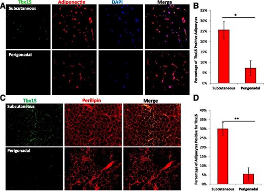 Figure 3. Tbx15 is expressed in a subpopulation of subcutaneous white adipocytes. A: Representative images of fluorescence in situ hybridization for Tbx15 and Adipoq in subcutaneous and perigonadal fat of 8-week-old male C57BL/6 mice. Nuclei were counterstained with DAPI. The photographs were taken at ×10 magnification. B: Quantitation of Adipoq-positive adipocytes that stain positive for Tbx15 in subcutaneous and perigonadal fat of 8-week-old male C57BL/6 mice as assessed by fluorescence in situ hybridization. Data are shown as mean ± SEM of three animals per group. C: Representative images of immunofluorescence for Tbx15 and Perilipin in the subcutaneous fat and perigonadal fat of an 8-week-old C57BL/6 male mouse. Nuclei were counterstained with DAPI. The photographs were taken at ×10 magnification. D: Quantitation of Perilipin-positive adipocytes that stain positive for Tbx15 in the subcutaneous fat and perigonadal fat of an 8-week-old C57BL/6 male as assessed by immunofluorescence. Samples were scored by three independent, blinded reviewers. Data are shown as mean ± SEM of three animals per group. Asterisks indicate significant differences in all panels: *P < 0.05; **P < 0.01.