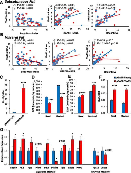 Figure 4. Expression of TBX15 in human adipose tissue is correlated adiposity and markers of glycolytic metabolism. A and B: Total of 65 subjects (37 males and 28 females) ranging from lean to obese with variable BMI was subjected to visceral and subcutaneous adipose tissue biopsies. Gene expression of TBX15, HK2, and GAPDH was assessed in both fat depots by qPCR. Blue and red circles represent male and female subjects, respectively. C: qPCR analysis for Tbx15 mRNA was compared between 3T3-L1 cells stably transfected with pBABE-Empty and pBABE-Tbx15 retroviral vectors after adipocyte differentiation. Data are mean ± SEM of six independent samples. D: Basal and maximal OCRs of pBABE-Empty and pBABE-Tbx15 3T3-L1 adipocytes was determined by calculating the area under the curve during measurements of OCR. Maximal respiration was measured after treatment of adipocytes with 1 μmol/L carbonyl cyanide p-[trifluoromethoxy]-phenyl-hydrazone. Data are shown as mean ± SEM of 10 cell lines per group, and the experiment was repeated three times. E: Basal and maximal ECAR of pBABE-Empty and pBABE-Tbx15 adipocytes was determined by calculating the area under the curve during measurements of basal and maximal ECAR. Maximal ECAR was measured after treatment of adipocytes with 1 μmol/L oligomycin. The whole experiment was repeated three times. Data are shown as mean ± SEM of 10 cell lines per group, and the experiment was repeated three times. F: Ratio of basal and maximal ECAR to OCR of pBABE-Empty and pBABE-Tbx15 adipocytes after in vitro differentiation. G: qPCR analysis for Gapdh; HK2; glucose-6-phosphate isomerase (Pgi1); phosphofructokinase, muscle (Pfkm); phosphofructokinase, platelet (Pfkp); 6-phosphofructo-2-kinase/fructose-2,6-biphosphatase 3 (Pfkb3); triosephosphate isomerase (Tpi1); enolase (Enol1); pyruvate kinase1 (Pkm1); Pgc1a; and Cox5b in RNA isolated from pBABE-Empty and pBABE-Tbx15 adipocytes after in vitro differentiation. Data are shown as mean ± SEM of six independent samples. Asterisks indicate significant differences in all panels: *P < 0.05; **P < 0.01; ***P < 0.001; ****P < 10−4.