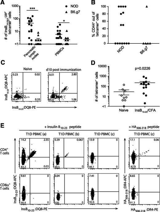Figure 1. Identification of InsB:IAg7 tetramer–binding cells in PBMCs from NOD and B6.g7 mice, with in vitro and in vivo validation of the InsB:DQ8 tetramer reagent. A: Quantification of InsB:IAg7 tetramer–binding cells from pancreatic lymph nodes and PBMCs isolated from 0.5 mL blood per mouse of 4- to 15-week-old NOD and age-matched B6.g7 mice. B: The percentage of CD44+ cells of InsB:IAg7 tetramer–binding cells within PBMCs from panel A (n = 6–11 mice/group [biological replicate], data are pooled from three independent experiments [technical replicate] for panels A and B). C: Representative flow cytometry plots showing dual InsB:DQ8 tetramer staining of CD4+ T cells from the secondary lymphoid organs of naïve (left panel) and InsB10–23 immunized (right panels) NOD.DQ8.Ab0 transgenic mice (data are representative of three independent experiments [technical replicates]). D: Quantification of tetramer+ cells shown in panel C from the secondary lymphoid organs of NOD.DQ8.Ab0 transgenic naïve mice (n = 4–6 [biological replicates]) and mice immunized (n = 9–13) with InsB10–23 peptide emulsified in complete Freund’s adjuvant (CFA). Cells were stained with InsB10–23:DQ8 tetramers in APC and PE (data are pooled from three independent experiments [technical replicates]). E: Representative flow cytometry plots showing dual tetramer staining within peripheral blood CD4+ T-cell (top) and no dual staining of CD8α+ T-cell compartments (bottom) from DR4+/DQ8+ human subjects after 14 days of in vitro stimulation with modified InsB10–23 or HA306–318 (data are representative of four independent experiments [technical replicate], n = 8 T1D patients for each tetramer [biological replicate]). Three patients are shown: T1D PBMC (a)—male, age 14, T1D duration of 3.5 years; T1D PBMC (b)—female, age 6, T1D duration of 2.6 years; and T1D PBMC (c)—male, age 34, T1D duration of 32 years. The solid lines in panels A, B, and D represent the mean ± SEM. The Mann-Whitney U test was used to determine statistical significance for nonparametric data. *P < 0.05, ***P < 0.0001. PE, R-phycoerythrin.