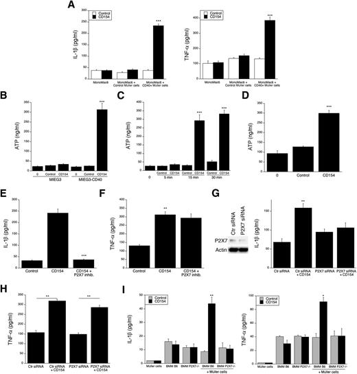 Figure 4. CD40-activated Müller cells secrete ATP and induce P2X7 receptor–dependent production of cytokines by monocytic cells and macrophages. A: Control human Müller cell (transduced with empty retroviral vector MIEG3) and CD40+ human Müller cells (transduced with CD40-encoding retroviral vector MIEG3-CD40) were incubated with CD40− human monocytic cell lines (MonoMac6) with or without CD154. Cytokines were measured in supernatants by ELISA at predetermined optimal time points (24 h for IL-1β and 4 h for TNF-α). B: Human Müller cell line was incubated with or without CD154. Concentrations of extracellular ATP at time 0 and at 15 min of incubation are shown. C: CD40+ Müller cells were incubated with CD154 and concentrations of extracellular ATP were measured at different times. D: Mouse Müller cells transduced with the hmCD40-encoding retroviral vector were incubated with or without human CD154. CD40+ human Müller cells were incubated with MonoMac6 cells with or without CD154 in the presence or absence of the P2X7 receptor inhibitor A-438079, and IL-1β (E) and TNF-α (F) were measured in supernatants by ELISA. CD40+ human Müller cells were incubated with MonoMac6 cells transfected with control or P2X7 receptor siRNA, and IL-1β (G) and TNF-α (H) were measured in supernatants by ELISA. I: Mouse Müller cells that express hmCD40 were incubated with BMM from B6 or P2X7−/− mice, and IL-1β (I) and TNF-α (J) were measured by ELISA. Results are presented as mean ± SEM (n = 3). *P < 0.05, **P < 0.01, ***P < 0.001 by Student t test.
