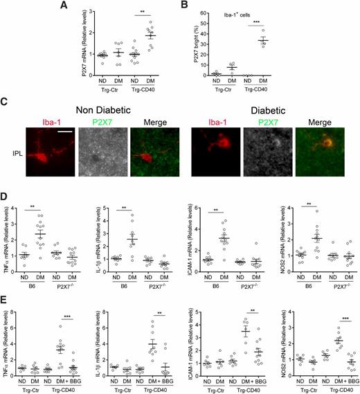 Figure 6. Diabetic transgenic mice that express CD40 in retinal Müller cells upregulate P2X7 receptor in microglia/macrophages, and administration of the P2X7 receptor inhibitor BBG impairs upregulation of retinal mRNA levels of TNF-α and IL-1β. A: At 2 months of diabetes, retinas from diabetic (DM) and nondiabetic (ND) Trg-Ctr and Trg-CD40 mice were collected and used for mRNA extraction. mRNA levels of P2X7 receptor were assessed by real-time quantitative PCR using 18S rRNA as the internal control. One nondiabetic Trg-Ctr mouse was given an arbitrary value of 1, and data are expressed as the fold-increase compared with this animal. The horizontal bars represent the mean ± SEM (n = 7–11 animals per group). B and C: Sections from diabetic and nondiabetic Trg-CD40 mice were incubated with anti-P2X7 receptor plus anti–Iba-1 antibodies. B: Sections were analyzed to determine the percentages of Iba-1+ cells that stained brightly with anti-P2X7 receptor anbitody. C: Images represent microglia/macrophages present in the inner plexiform layer (IPL) (n = 4 mice/group). Scale bar, 10 μm. D: At 2 months of diabetes, retinas from diabetic and nondiabetic B6 and P2X7−/− mice were collected and used to measure TNF-α, IL-1β, ICAM-1, and NOS2 mRNA levels. One nondiabetic B6 mouse was given an arbitrary value of 1, and data are expressed as the fold-increase compared with this animal (n = 7–12 animals per group). E: Diabetic Trg-CD40 mice were treated with BBG or vehicle daily for 28 days beginning at 1 month of diabetes. Retinas from these animals and from diabetic and nondiabetic Trg-Ctr were collected and used to measure TNF-α, IL-1β, ICAM-1, and NOS2 mRNA levels (n = 6–11 mice per group.) **P < 0.01, ***P < 0.001 by ANOVA.