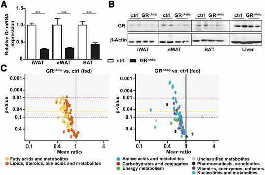 Figure 1. Basal metabolic signature in plasma of GR∆Adip mice. A: Relative mRNA expression of Gr as determined by qRT-PCR in total iWAT, eWAT, and BAT of 10- to 12-week-old ad libitum–fed control (ctrl) and GR∆Adip mice. Ct values were normalized to Actb (n = 4–7/genotype). B: Representative Western blot of GR expression in total iWAT, eWAT, BAT, and liver protein extracts of ad libitum–fed ctrl and GR∆Adip mice. C: Volcano plots of relative abundance ratios of metabolites in plasma of ad libitum–fed GR∆Adip compared with ctrl mice as detected by LC-MS (n = 5–6/genotype). Each arrow represents an individual metabolite within the indicated metabolite classes, and the direction of the arrow indicates if the metabolite is increased or decreased. Respective P values are plotted on the y-axis. Data are shown as the mean ± SEM. ***P < 0.001. For all analyses: 8-week-old male mice and standard diet ad libitum.