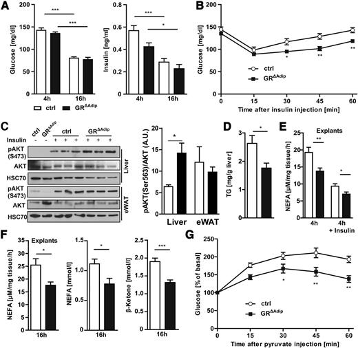 Figure 2. Reduced lipolytic and gluconeogenic capacity in GR∆Adip mice. A: Fasting blood glucose and plasma insulin level at indicated time points. Insulin concentrations were determined by ELISA (n ≥6/genotype). B: ITT. After a 4-h fast, insulin was administered through intraperitoneal injection (0.75 units/kg body weight; n = 9/genotype). Blood glucose levels were determined at indicated time points. C: Representative Western blot analysis and quantification of insulin-stimulated phosphorylation of AKT in liver and eWAT (0.75 units/kg body weight). HSC70 was used as a loading control (ctrl). Protein bands were quantified by densitometry, and total protein expression was corrected for the respective loading control (n = 3/genotype). D: Total liver TG content in ad libitum–fed mice as determined by a colorimetric assay (n ≥6/genotype). E: NEFA release from eWAT explants of 4 h–fasted mice in absence or presence of insulin (30 ng/mL; n ≥2 mice/genotype/treatment; n = 10 explants/genotype). F: NEFA release from eWAT explants of 16 h–fasted mice (n ≥2 mice/genotype/treatment; n = 10 explants/genotype). Plasma NEFA and blood β-ketone level of 16 h–fasted mice. Parameters were determined by colorimetric assays (n ≥6/genotype). G: Pyruvate tolerance test through intraperitoneal injection of pyruvate (2 g/kg body weight) after a 16-h fast (n ≥7/genotype). Blood glucose levels were determined at indicated time points. For B and G, results are from two to three independent experiments. Data are shown as the mean ± SEM. *P < 0.05; **P < 0.01; ***P < 0.001. For all analyses: 8-week-old male mice and standard diet ad libitum.