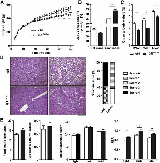 Figure 4. Attenuated aging-associated obesity and hepatic steatosis in adipocyte GR-deficient mice. A: Postnatal body weight gain of GRΔAdip mice and control (ctrl) littermates (n = 12/genotype; four independent litters). B: Noninvasive monitoring of body compositions of 52-week-old GRΔAdip and ctrl mice using EchoMRI. Total body fat and lean mass are depicted in relation to body weight (n = 10). C: Wet weight of eWAT, iWAT, and liver in relation to body weight of 52-week-old mice (n ≥7/genotype). D: Representative H-E stainings of livers and quantification of steatosis scores at 52 weeks of age (n ≥7/genotype). Score 1, <5%; score 2, 5–20%; score 3, >20%; score 4, >50%. Scale bar indicates 200 µm. E: Cumulative food intake, daily locomotor activity, EE, and RERs of aged mice (n ≥6/genotype). For all analyses, mice were fed a standard diet ad libitum; data are shown as the mean ± SEM. *P < 0.05; **P < 0.01; ***P < 0.001.