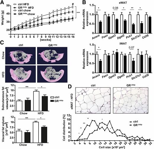 Figure 5. Adipocyte-specific GR-deficient mice gain less weight under HFD conditions. Mice from each genotype received either a chow diet or an HFD starting at weeks 3–5 after birth. A: Weight gain of control (ctrl) and GR∆Adip littermates over a time period of 16 weeks (n = 5–10/genotype). B: Relative mRNA expression of genes critical for lipid storage in eWAT and iWAT as determined by qRT-PCR of HFD-fed ctrl and GR∆Adip mice. Ct values were normalized to Actb (n ≥5/genotype). C: Three-dimensional models of subcutaneous (pink) and visceral (gray) fat in the abdominal region of chow diet– or HFD-fed mice. Quantification of subcutaneous and visceral fat volume after HFD or chow diet of the indicated genotypes (n = 5–10/genotype). D: Representative H-E staining of eWAT and quantification of adipocyte cell size from eWAT of ctrl and GR∆Adip mice after HFD (n = 5/genotype). Scale bar indicates 25 µm. Data are shown as the mean ± SEM. *P < 0.05; **P < 0.01; ***P < 0.001; #P < 0.05 (GR∆Adip HFD vs. ctrl HFD).