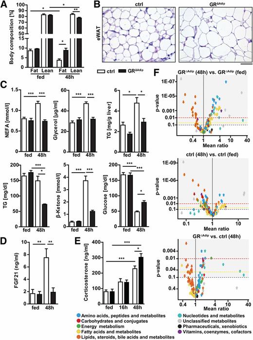 Figure 7. Impaired lipolysis in WAT of GR∆Adip mice results in aberrant substrate metabolism and lean mass wasting under prolonged fasting conditions. A: Noninvasive monitoring of body compositions in fed and 48 h–fasted mice using EchoMRI. Total body fat and lean mass are depicted in relation to body weight (n = 6/genotype). B: Representative H-E staining of eWAT from 48 h–fasted mice. Scale bar indicates 50 µm. C: Plasma NEFA, glycerol and TG level, liver TG content, blood β-ketone level, and blood glucose of fed and 48 h–fasted mice. Plasma parameters and liver TG were determined by colorimetric assays (n ≥6/genotype). D: Plasma FGF21 level of ad libitum–fed and 48 h–fasted GR∆Adip and control (ctrl) mice as determined by ELISA. E: Plasma corticosterone level of ad libitum–fed, 16 h– and 48 h–fasted GR∆Adip, and ctrl mice as determined by ELISA. F: Volcano plots depicting relative abundance ratios of metabolites as detected by LC-MS metabolomics in plasma of the following groups: 48 h–fasted compared with fed GR∆Adip mice, 48 h–fasted compared with fed ctrl mice, and 48 h–fasted GR∆Adip compared with ctrl mice (n = 5–6/genotype). Each arrow represents an individual metabolite within the indicated metabolite classes, and the direction of the arrow indicates if the metabolite is increased or decreased. Respective P values are plotted on the y-axis. For A, C, D, and E, data are shown as the mean ± SEM. *P < 0.05; **P < 0.01; ***P < 0.001. For all analyses: 8-week-old male mice and standard diet.