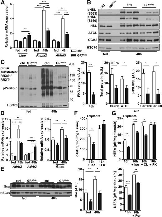 Figure 8. Adipocyte GR deficiency impairs the lipolytic response of white adipocytes through impairment of β-adrenergic signal transduction. A: Relative mRNA expression levels of genes with key functions in lipolysis were quantified by qRT-PCR in eWAT under ad libitum feeding and 48-h fasting conditions. Ct values were normalized to Gapdh (n ≥8/genotype). B: Representative Western blots of the activation status and/or total protein levels of HSL, ATGL, and CGI58 in eWAT under fed or fasted conditions. HSC70 served as loading control (ctrl). Quantification of CGI58, ATGL expression, and HSL activation status upon fasting (n = 5/genotype). Protein bands were quantified by densitometry; total protein expression was corrected for the respective loading control. C: Western blot of eWAT from ad libitum–fed and 48 h–fasted mice using an antibody raised against phosphorylated PKA substrates containing an RRX(S*/T*) epitope motif. Quantification of PKA activity upon fasting (n = 3/genotype). Total phosphorylated PKA substrates were quantified by densitometry and corrected for the respective loading control. D: Relative mRNA expression levels of eWAT under ad libitum feeding and 48-h fasting conditions. Ct values were normalized to Gapdh (n ≥8/genotype). E: Representative Western blot of GSα in eWAT under fed or fasted conditions. HSC70 served as loading control. Quantification of GSα levels (n = 5/genotype). Protein bands were quantified by densitometry; total protein expression was corrected for the respective loading control. F: cAMP level in eWAT explants of 16 h–fasted mice in response to treatment with indicated agonists (10 μmol/L; n ≥2 mice/genotype/treatment; n = 10 explants/genotype). G: NEFA release from eWAT explants of 16 h–fasted mice in absence or presence of indicated agonists (10 μmol/L; n ≥2 mice/genotype/treatment; n = 10 explants/genotype). Data are shown as the mean ± SEM. *P < 0.05; **P < 0.01; ***P < 0.001. For all analyses: 8-week-old male mice and standard diet. CL, CL-316,243; Iso, isoproterenol; FK, forskolin; For, formoterol.