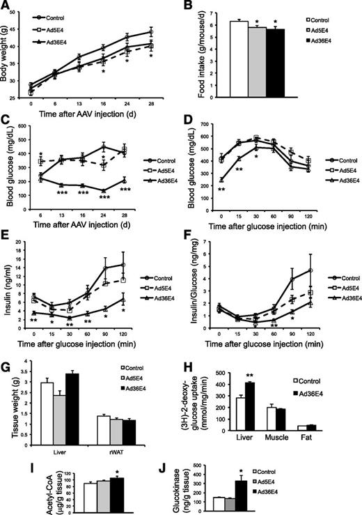 Figure 1. Ad36E4ORF1 alleviates hyperglycemia in db/db mice. A: Body weight of mice treated with rAAV-Ad36E4ORF1 (n = 8), rAAV-Ad5E4ORF1 (n = 8), or control (n = 8, combination of dsYFP and AAV buffer). *P < 0.05, Ad36E4ORF1 vs. control mice. B: Food intake. C: Nonfasting blood glucose levels. D: GTT after overnight fast. E: Serum insulin during GTT. F: Insulin/glucose ratio. G: Tissue weights. Data are mean ± SEM (n = 8/group). H: Glucose update assay in liver tissues from db/db mice 8 weeks after rAAV-Ad36E4ORF1 injection in a separate experiment (n = 4/group). I: Acetyl-CoA level in liver tissues (n = 8/group). J: GCK assay of liver (n = 4 control, n = 3 Ad5E4ORF1, and n = 4 Ad36E4ORF1). *P < 0.05; **P < 0.01; ***P < 0.001. rWAT, retroperitoneal white adipose tissue.