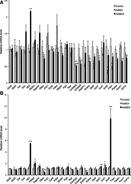 Figure 2. Ad36E4ORF1 modulates hepatic gene expression in db/db mice and DIO mice. A: db/db mice (n = 8 control, 5 Ad5E4ORF1, and 5 Ad36E4ORF1). B: DIO mice (n = 5/group). Data are mean ± SEM. *P < 0.05; **P < 0.01; ***P < 0.001; +P = 0.06.