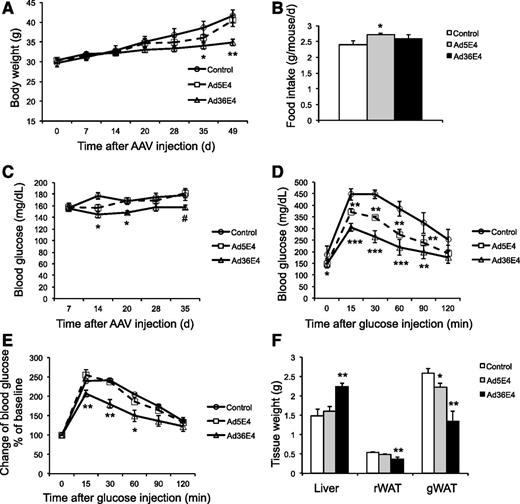 Figure 4. Ad36E4ORF1 improves glycemic control in DIO mice. A: Body weight. B: Food intake. C: Nonfasting blood glucose levels. D: GTT after overnight fast. E: Change in blood glucose calibrated to baseline during GTT. F: Tissue weight at sacrifice. Data are mean ± SEM (n = 8 control, n = 8 Ad5E4ORF1, and n = 9 Ad36E4ORF1). *P < 0.05, **P < 0.01, ***P < 0.001, #P = 0.07 vs. control. gWAT, gonadal white adipose tissue; rWAT, retroperitoneal white adipose tissue.