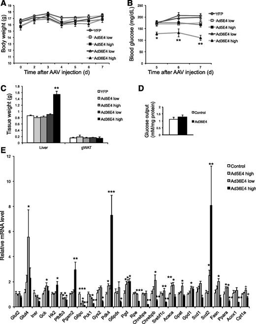 Figure 5. Dose-dependent effects of Ad36E4ORF1 in normal wild-type mice. A: Body weight. B: Nonfasting blood glucose level. C: Tissue weights at sacrifice. D: Hepatocyte glucose output assay. E: Hepatic gene expression (n = 5/group). Data are mean ± SEM. Low dose: 2 × 109 vg/mouse; high dose: 2 × 1010 vg/mouse. *P < 0.05, **P < 0.01, ***P < 0.001 vs. YFP; +P = 0.06. gWAT, gonadal white adipose tissue.