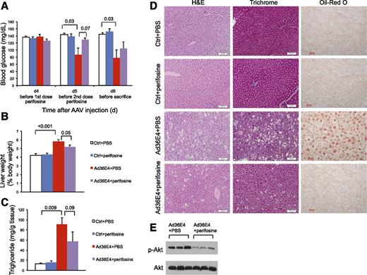 Figure 6. Perifosine attenuates the effects of Ad36E4ORF1 in normal wild-type mice. A: Nonfasting blood glucose levels. B: Liver weight calibrated to body weight at sacrifice. C: Liver triglyceride concentration. D: Hematoxylin-eosin (H&E), trichrome, and Oil Red O staining of livers. E: Western blots of livers. Data are mean ± SEM (n = 4–6/group). P values of significance or trend of significance are listed above the bars. Ctrl, control. Scale bars, 20 μm.