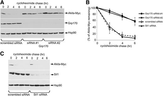 Figure 1. Grp170 knockdown impairs Akita degradation. A: 293T cells expressing Akita-Myc (1 µg) were transfected with scrambled or Grp170-specific siRNA. Cells were then treated with 100 μg/mL cycloheximide for the indicated time and harvested. The resulting WCE was analyzed by immunoblotting using the indicated antibodies. B: The Akita-Myc band intensity in A and C was quantified using ImageJ (National Institutes of Health). Data represent the mean ± SD of at least three independent experiments. C: As in A, except cells were transfected with Sil1 siRNA.
