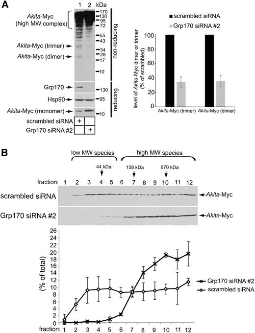 Figure 2. Depleting Grp170 increases the size of Akita oligomeric complexes. A: 293T cells expressing Akita-Myc (1 µg) were transfected with either scrambled siRNA or Grp170 siRNA #2. The resulting WCE was subjected to nonreducing and reducing SDS-PAGE, as indicated, and immunoblotted using the indicated antibodies. The graph shows quantification of the relative amount of Akita-Myc dimeric and trimeric species generated from at least three independent experiments. B: 293T cells expressing Akita were transfected with either scrambled siRNA or Grp170 siRNA #2. Cells were harvested, lysed, and precleared; loaded onto a 10–50% sucrose gradient; and ultracentrifuged for 24 h. Samples were collected into 12 fractions, subjected to reducing SDS-PAGE, and immunoblotted. The lower graph shows the relative quantity of Akita-Myc in each fraction. Data represent the mean ± SD of at least three independent experiments.