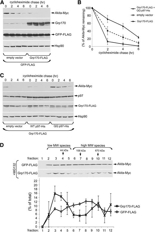Figure 3. Overexpression of Grp170 stimulates Akita degradation. A: 293T cells expressing Akita-Myc (1 µg) and GFP-FLAG (0.25 µg) were transfected with an empty vector or a Grp170-FLAG plasmid (1 µg). Cells were then treated with cycloheximide for the indicated time and harvested, and the resulting WCE was analyzed by immunoblotting using the indicated antibodies. B: The Akita-Myc band intensity in A and C was quantified with ImageJ. Data represent the mean ± SD of at least three independent experiments. C: As in A, except cells were transfected with Grp170-FLAG (1 µg) and additional empty vector, WT p97-His, or QQ p97-His construct (0.25 μg). D: 293T cells expressing Akita-Myc (1 µg) were transfected with GFP-FLAG or Grp170-FLAG plasmids (1 µg). Three hours preharvest, cells were treated with 10 μmol/L MG132. Cells were then harvested and separated on a 10–50% sucrose gradient by ultracentrifugation. The resulting fractions were separated using reducing SDS-PAGE and subjected to immunoblotting analysis. The lower graph shows relative distribution of Akita-Myc in each fraction. Data represent the mean ± SD of at least three independent experiments.