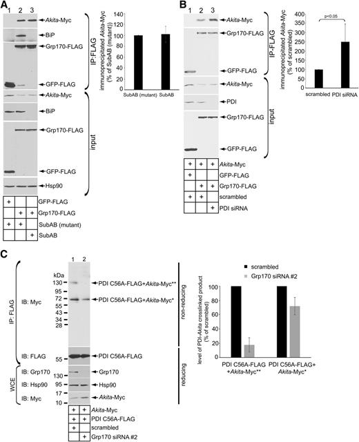 Figure 4. Grp170 promotes the interaction of PDI with Akita proinsulin. A: 293T cells expressing Akita (1 µg) were transfected with GFP-FLAG or Grp170-FLAG (1 µg), with intoxication of SubAB (0.5 μg/mL) or mutant SubAA272B (0.5 μg/mL) where indicated for 6 h before harvest. FLAG-tagged proteins were immunoprecipitated from the resulting WCE using FLAG antibody conjugated beads. The precipitated material and input were subjected to reducing SDS-PAGE as indicated and immunoblotted using the appropriate antibodies. The graph represents the amount of immunoprecipitated Akita-Myc normalized to the level of immunoprecipitated Akita-Myc under the SubAB (mutant) control condition. B: 293T cells expressing Akita-Myc (1 µg) were transfected with scrambled siRNA or PDI siRNA as indicated. Cells were harvested and the resulting WCEs were subjected to IP using FLAG antibody conjugated beads. The immunoprecipitated material and input were subjected to reducing SDS-PAGE as indicated and immunoblotted using the indicated antibodies. The graph represents the immunoprecipitated Akita-Myc level normalized to the level of immunoprecipitated Akita-Myc in the scrambled control. C: Similar to B, except PDI C56A-FLAG (1 µg) was transfected into cells transfected with scrambled siRNA or Grp170 siRNA #2. The resultant WCE was incubated with FLAG antibody conjugated beads, and the precipitated material was separated on nonreducing and reducing SDS-PAGEs followed by immunoblotting with the indicated antibodies. Single and double asterisks indicate covalent adducts containing monomer or dimer of PDI C56A-FLAG + Akita-Myc, respectively. The graph represents the level of PDI-Akita crosslinked product formation normalized to the levels of these products generated under the scrambled siRNA control condition. IB, immunoblot.