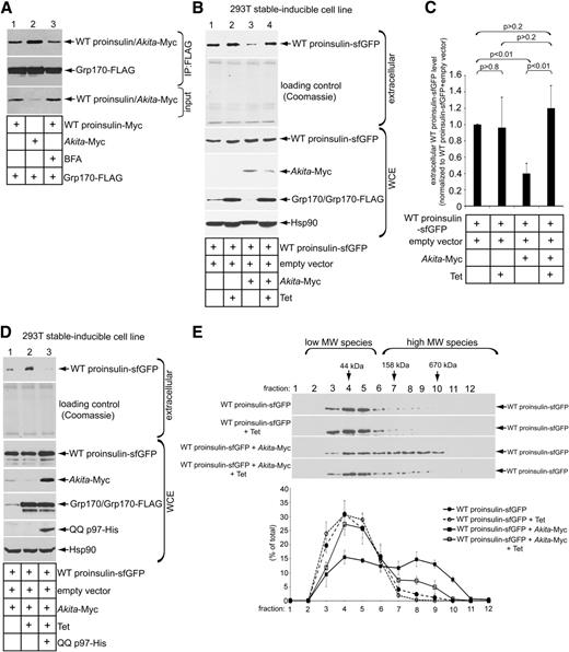 Figure 5. Grp170 overexpression promotes ERAD of Akita and ER export of coexpressed WT proinsulin. A: 293T cells expressing Grp170-FLAG (1 µg) were transfected with WT proinsulin-Myc or Akita-Myc (1 µg) and treated with EtOH or 2.5 μmol/L brefeldin A for 1 h. Cells were harvested, lysed, and subjected to IP using FLAG antibody conjugated beads. The precipitated material and input were separated on a reducing SDS-PAGE and subjected to immunoblotting with the indicated antibodies. B: Secretion of WT proinsulin-sfGFP assay was performed in Grp170-inducible 293T cells under indicated transfection conditions. The extracellular medium and WCE were harvested, separated on SDS-PAGE, and subjected to immunoblotting with the indicated antibody. C: The WT proinsulin-sfGFP band intensity in B was quantified with ImageJ. Data represent the mean ± SD of at least three independent experiments. The Student t test was used to calculate the P values. D: As in B, except cells were transfected with QQ p97-His (0.25 µg) where indicated. E: The MW size of WT proinsulin-sfGFP in the WCE in B was analyzed by sucrose sedimentation centrifugation, as described in Fig. 2B. The lower graph represents the relative level of WT proinsulin-sfGFP in each fraction under the indicated experimental conditions.