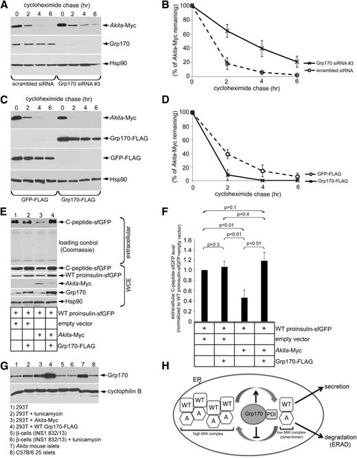 Figure 6. The role of Grp170 in Akita proinsulin degradation and WT proinsulin secretion in β-cells. A: β-Cells expressing Akita-Myc (1 µg) were transfected with scrambled siRNA or Grp170 siRNA #3 (because Grp170 siRNA #1 or #2 did not efficiently deplete endogenous Grp170 in these cells). Cells were then treated with cycloheximide for the indicated time and harvested, and the resulting WCE was analyzed by immunoblotting using the indicated antibodies. B: The Akita-Myc band intensity in A was quantified using ImageJ. Data represent the mean ± SD of at least three independent experiments. C: β-Cells expressing Akita-Myc (1 µg) were transfected with GFP-FLAG or Grp170-FLAG (1 µg). Cells were then treated with cycloheximide for the indicated time and harvested, and the resulting WCE was analyzed by immunoblotting using the indicated antibodies. D: The Akita-Myc band intensity in C was quantified using ImageJ. Data represent the mean ± SD of at least three independent experiments. E: Secretion of WT proinsulin C-peptide-sfGFP assay was performed in the β-cells under the indicated transfection conditions. The extracellular medium and WCE were harvested, separated on SDS-PAGE, and subjected to immunoblotting with the indicated antibodies. F: The WT proinsulin C-peptide-sfGFP band intensity in E was quantified using ImageJ. Data represent the mean ± SD of at least three independent experiments. The Student t test was used to calculate the P values. G: Endogenous Grp170 protein expression across different physiological and pharmacology conditions. Treatment with 2.5 μg/mL tunicamycin was administered for 5 h. All transient transfections consisted of 1 μg of plasmid DNA for 24 h. Twenty-five Akita mouse islets (female) and 25 C57B/6 mouse islets (female) were harvested and lysed in 40 μL RIPA buffer with 10 mmol/L NEM plus protease inhibitors. H: A model depicting how Grp170 coordinates with PDI to promote ERAD of Akita (A) to restore WT proinsulin secretion (see Discussion for more details).
