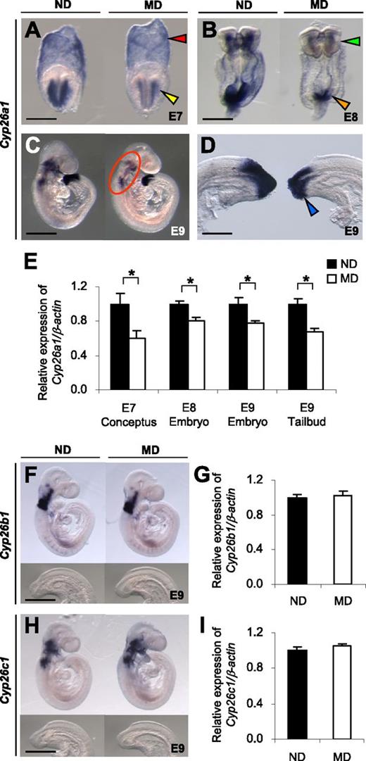 Figure 1. Embryos of diabetic mice exhibit specific downregulation of Cyp26a1. A–D, F, and H: Whole-mount in situ hybridization patterns of Cyp26 genes in embryos of MD mice compared with those of ND mice. Cyp26a1 mRNA transcripts are seen in extraembryonic endoderm (red arrowhead) and headfold mesenchyme (yellow arrowhead) of E7 conceptuses (A); cranial mesenchyme (green arrowhead) and caudal neural plate (orange arrowhead) of E8 embryos (B); craniofacial, cervical, and branchial arch mesenchyme (circled) (C); and tailbud (blue arrowhead) of E9 embryos (D). Cyp26b1 (F) and Cyp26c1 (H) are expressed in the cranial but not in the tailbud region of E9 embryos. At least 20 embryos from five or six litters were examined for each group. Scale bars = 0.05 mm (A), 0.1 mm (B), 0.7 mm (C), 0.2 mm (D), and 0.7 mm for the whole embryo and 0.35 mm for the caudal region (F and H). E, G, and I: Quantification of mRNA levels of Cyp26a1 (E), Cyp26b1 (G), and Cyp26c1 (I), normalized to β-actin and expressed relative to ND, which was set as 1 (n = 5 from five litters). *P < 0.05, Student t test. Error bars represent the mean ± SEM.