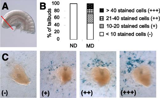 Figure 3. Increased levels of endogenous RA are detected in tailbuds of E9 embryos of diabetic mice using an RA reporter cell line. A: Image illustrates the caudal-most portion of the tailbud (boundary marked by the dotted line) as excised for detection of bioactive RA. B: Percentage of tailbuds excised from embryos of ND and MD mice that have different numbers of positively stained cells induced in the RA reporter cell line (n = 19 for ND and 22 for MD from three and four litters, respectively). C: Representative images of excised tailbuds that were placed directly on the RA reporter cells and have different numbers of stained cells induced in the RA reporter cell line. The amount of stained cells is categorized as (−), (+), (++), and (+++) as defined in B.