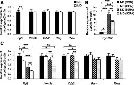 Figure 4. Tailbuds of E9 embryos of diabetic mice exhibit a greater magnitude of suppression of key genes for caudal development induced by RA. A: Quantification of mRNA levels of various caudal regulatory genes and RA nuclear receptors, normalized to β-actin and expressed relative to ND, which was set as 1, in tailbuds of embryos of ND and MD mice at E9 (n = 5 from five litters). **P < 0.01, Student t test. B and C: Quantification of mRNA levels of Cyp26a1 (B), and various caudal regulatory genes and RA nuclear receptors (C), normalized to β-actin and expressed relative to ND (CON), which was set as 1, in tailbuds of embryos of ND and MD mice 4 h after injection of 50 mg/kg RA (50RA) or vehicle as control (CON) into the mothers at E9 (n = 5 from five litters). *P < 0.05; **P < 0.01; ***P < 0.001, one-way ANOVA followed by the Bonferroni test. Error bars represent the mean ± SEM.