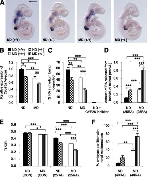 Figure 5. Cyp26a1 loss-of-function genotype interacts with the diabetic maternal environment to influence RA-degrading efficiency and susceptibility to RA teratogenesis. A: Whole-mount in situ hybridization patterns of Cyp26a1 expression in Cyp26a1 heterozygous null (+/−) embryos and their wild-type (+/+) littermates from ND and MD mice at E9. At least 30 embryos from six to eight litters were examined for each group. Scale bar = 0.25 mm. B: Quantification of Cyp26a1 mRNA, normalized to β-actin and expressed relative to ND (+/+), which was set as 1, in tailbuds of embryos from different genotype–maternal environment combinations at E9 (n = 5 from five litters). C: In vitro RA-degrading efficiency, presented as the percentage of RA in the medium being degraded by the tailbud lysate in the absence or presence of 100 nmol/L R115866 (a CYP26 inhibitor) (n = 8–13 from 10 to 14 litters). D: Quantification of RA released from individual tailbuds, using a RA reporter cell line, 3 h after in vivo challenge with 25 mg/kg RA (25RA) at E9 (n = 22–28 from six or seven litters). E: Maternal injection of 25RA or vehicle as the control (CON) at E9. Caudal truncation, measured in terms of the ratio of TL to CRL (TL/CRL), was examined in E13 embryos (n = 41–62 from 10 litters). F: Maternal injection of 40 mg/kg RA (40RA) or CON at E9. Near-term E18 fetuses were examined for renal malformations (n = 11 litters). *P < 0.05; **P < 0.01; ***P < 0.001, one-way ANOVA followed by the Bonferroni test. Error bars represent the mean ± SEM.