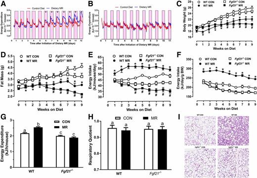 Figure 1. Assessment of acute and chronic effects of dietary MR on EE and energy balance in WT and Fgf21−/− mice. EE was measured by indirect calorimetry in WT (A) and Fgf21−/− mice (B). Mice fed the CON diet were placed in the TSE calorimeters and were randomized to remain on CON or switched to MR while in the TSE. The effect of diet on 24-h EE was compared for each day within genotype during the following 11 days. Days annotated with an * differ from mice fed the CON diet at P < 0.05. Change in BW (C), fat mass (D), energy intake per mouse (E), and energy intake per unit BW (F) for 9 weeks in WT and Fgf21−/− mice after initiation of dietary MR. Means ± SEM are presented for weekly measurements in 8 mice per diet per genotype, and means annotated with * and # differ from mice of the same genotype fed the CON diet at P < 0.05. Least squares means ± SEM of EE (G) and RQ (H) determined after 9 weeks on respective diets and measured over 3 days in eight mice per diet per genotype. Least squares means of EE were calculated by ANCOVA as described in research design and methods. EE and RQ were compared by a two-way ANOVA. Means annotated with a different letter (a, b, c) differ at P < 0.05. I: Hematoxylin and eosin stains of representative sections of IWAT from WT and Fgf21−/− mice fed the CON or MR diet for 9 weeks.