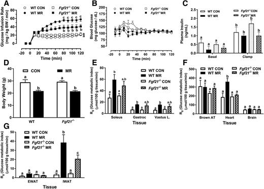 Figure 2. Hyperinsulinemic-euglycemic clamps in WT and Fgf21−/− mice after 13 weeks of dietary MR to test for effects on overall insulin sensitivity and insulin-dependent 2-DG uptake among tissues. The clamp procedures were conducted as described in research design and methods. A: The GIR required to maintain euglycemia during the insulin clamps is shown. Blood glucose concentration (B) and plasma insulin concentration (C) are shown before and during the insulin clamps. D: The effect of the CON and MR diets on the respective BWs of WT and Fgf21−/− mice is shown. Rg is shown for skeletal muscle (E); BAT, heart, and brain (F); and epididymal WAT (EWAT) and IWAT (G). Rg provides a measure of insulin-dependent plus insulin-independent glucose uptake in each tissue. The Rg for each tissue were compared by two-way ANOVA and means ± SEM are based on n = 7–9 mice per genotype and diet. Means annotated with different letters (a, b, c) within each tissue differ at P < 0.05.