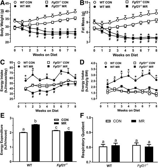 Figure 3. Assessment of chronic effects of HF CON and HF dietary MR on energy balance and EE in WT and Fgf21−/− mice. WT and Fgf21−/− mice (12 weeks old) were fed the HF CON diet for 4 weeks before half of the mice of each genotype were randomized to remain on the HF CON diet and the remaining half of mice were switched to the HF MR diet. Change in BW (A), fat mass (B), energy intake per mouse (C), and energy intake per unit BW (D) for 8 weeks in WT and Fgf21−/− mice after initiation of dietary MR. Means ± SEM are presented for weekly measurements in 10 mice per diet per genotype. Means annotated with symbols (*, #) differ from mice of the same genotype fed the CON diet at P < 0.05. Least squares means ± SEM of EE (E) and RQ (F) determined after 8 weeks on respective diets and measured over 3 days in eight mice per diet per genotype (E). Means annotated with a different letter (a, b, and c) differ at P < 0.05.