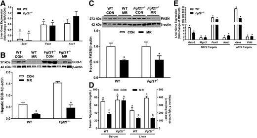 Figure 4. Effects of HF CON and HF dietary MR on hepatic gene expression and on liver and serum triglycerides in WT and Fgf21−/− mice. WT and Fgf21−/− mice (12 weeks old) were fed the HF CON diet for 4 weeks before half the mice of each genotype were randomized to remain on the HF CON diet and the remaining half of mice were switched to the HF MR diet for 8 weeks. Effects of MR on hepatic lipogenic gene expression (A and B) or NRF2-sensitive and ATF4-sensitive gene expression (E) were expressed as fold change in the MR group/CON group within genotype for each gene (A and E). The respective mRNAs were measured by real-time PCR. Expression of SCD-1 (B) and FASN (C) was determined in representative liver microsomes for SCD-1 and cytosol for FASN in mice from each genotype and diet. Expression of SCD-1 and FASN were expressed relative to β-actin. D: Serum and liver triglycerides were measured as described in research design and methods. Means in panel D that are annotated with different letters (a, b, c) within tissue differ at P < 0.05 (n = 10/group). Fold-changes in expression for each gene in panels A and E are representative of 10 mice per diet per genotype. Means annotated with an * differ from the CON diet within genotype at P < 0.05.