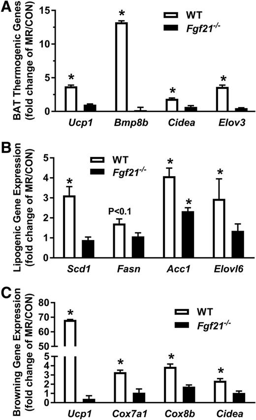 Figure 5. Effects of HF CON and HF dietary MR on gene expression in BAT and WAT from WT and Fgf21−/− mice. WT and Fgf21−/− mice (12 weeks old) were fed the HF CON diet for 4 weeks before half of the mice of each genotype were randomized to remain on the HF CON diet and the remaining half of mice were switched to the HF MR diet for 8 weeks. Effects of MR on thermogenic gene expression in BAT (A), lipogenic gene expression in IWAT (B), and browning genes in IWAT (C) were expressed as fold change in the MR group/CON group within genotype for mRNA levels for each gene and tissue. The respective mRNAs were measured by real-time PCR, and the means are representative of 10 mice per diet per genotype. Means annotated with an * differ from the CON diet within genotype at P < 0.05.