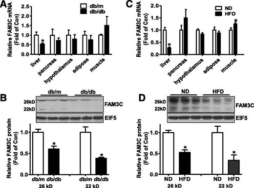 Figure 1. The mRNA and protein levels of FAM3C were reduced in obese diabetic mouse livers. A: The mRNA level of FAM3C in main metabolic tissues of db/db mice. B: The protein level of FAM3C was reduced in the livers of db/db mice. C: The mRNA level of FAM3C in main metabolic tissues of HFD-fed mice. D: The protein level of FAM3C was reduced in the livers of HFD-fed mice. n = 6–8; *P < 0.05 compared with db/m or ND-fed mice.