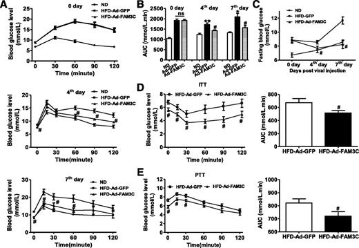 Figure 2. Hepatic FAM3C overexpression suppressed gluconeogenesis and attenuated hyperglycemia in HFD mice. Male C57BL/6 mice (8–10 weeks old) were fed the HFD for 12 weeks and then treated with 1.0 × 109 plaque-forming units of Ad-GFP or Ad-FAM3C via tail vein injection of adenoviruses. A: FAM3C overexpression ameliorated glucose intolerance in HFD-fed mice. OGTTs were performed on day 0 (upper panel), the 4th day (middle panel), and the 7th day (lower panel) after viral injection. B: AUCs of OGTT data presented in panel A. C: FAM3C overexpression ameliorated fasting hyperglycemia in HFD-fed mice. The blood glucose levels at 0 min in panel A are presented as fasting blood glucose. n = 10–12; *P < 0.05,**P < 0.01 compared with ND mice; #P < 0.05 vs. HFD-Ad-GFP mice; ns = not significant. D: FAM3C overexpression increased global insulin sensitivity. Data are shown in the left panel, and the AUCs of the data are presented in the right panel. E: FAM3C overexpression suppressed hepatic glucose production. Data are shown in the left panel, and the AUCs of the data are presented in the right panel. At the 7th day after viral infection, ITT and PTT were performed as described in research design and methods. n = 8; #P < 0.05 vs. Ad-GFP-treated mice.
